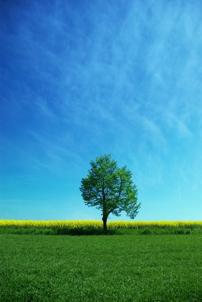 one tree