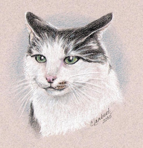 Cat 1
