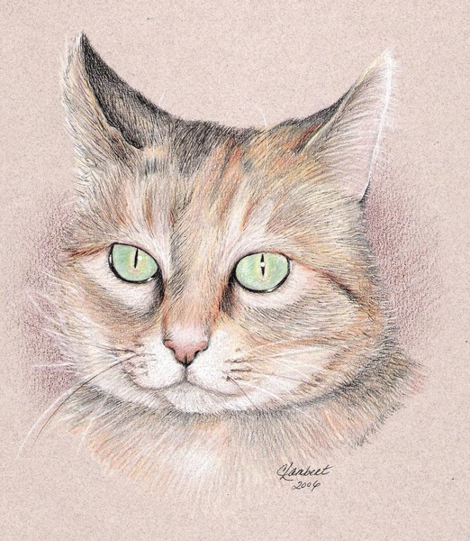 Cattitude