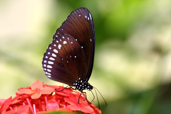 Butterfly 6