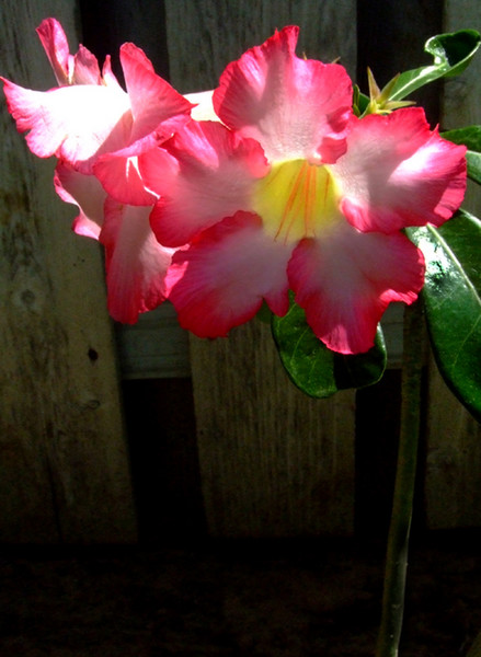 Jurassic Flower