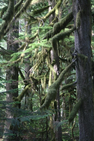 Northwest Forest