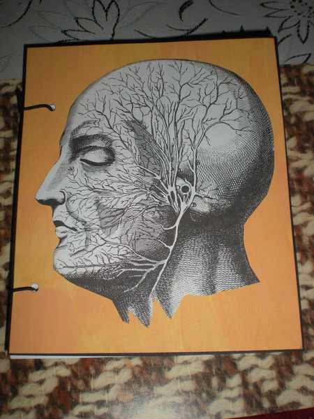 Anatomy (Front)