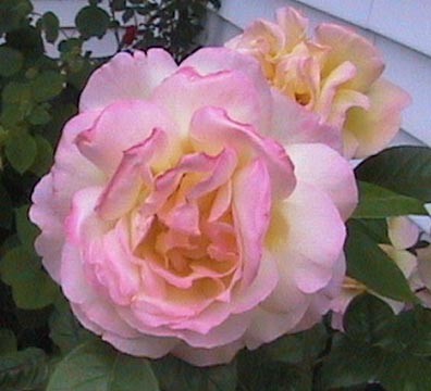 Beautiful Rose