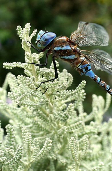 dragonfly