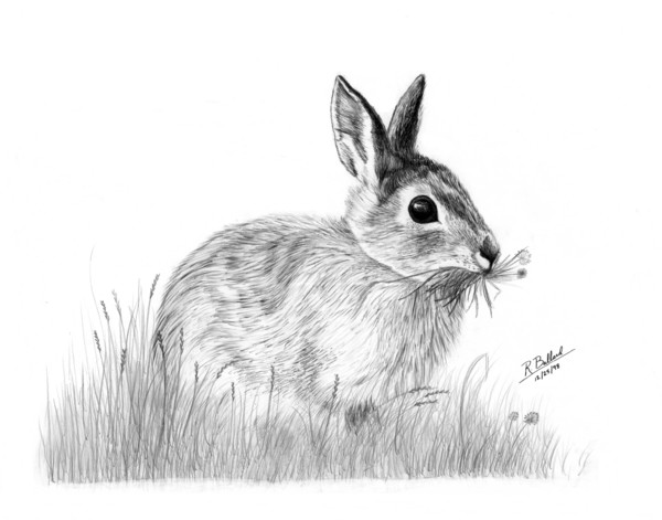 Rabbit