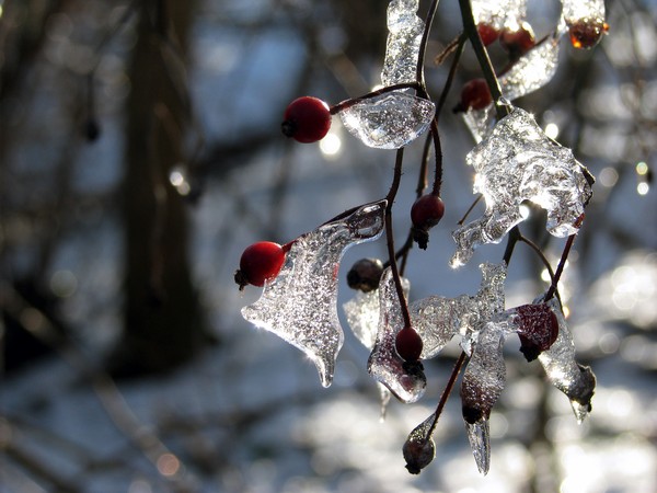 Berries on Ice