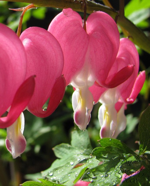 Nature's Valentine