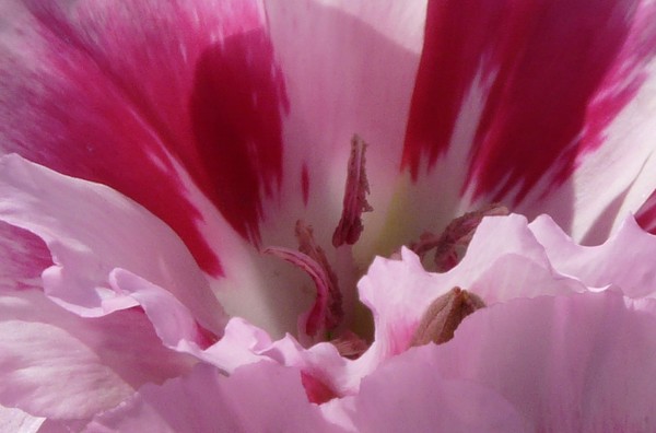 Some type of Lily