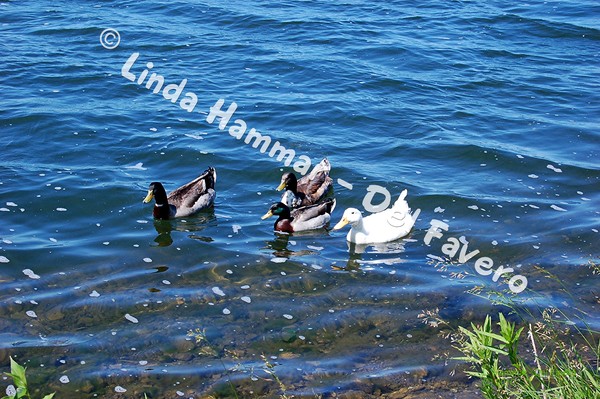 Ducky Friends Photo