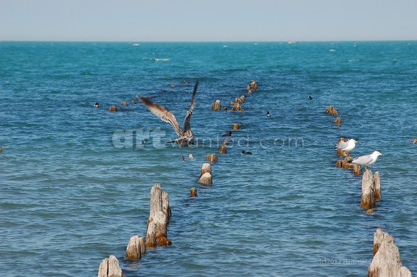 Brown Seagull Takes Flight Photo