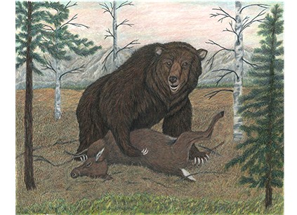 Grizzly Bear
