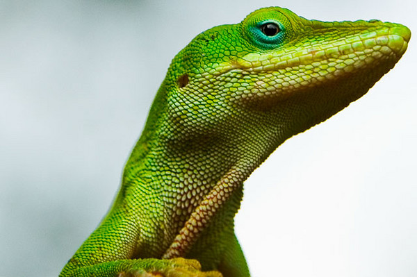 Anoles Portrait