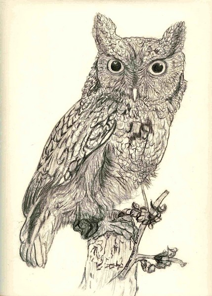 screech owl