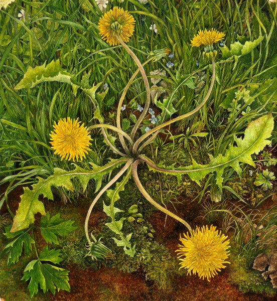 Dandelion Clock