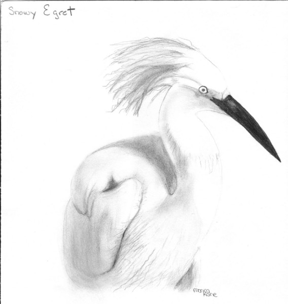 Snowy Egret