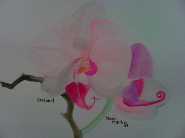 Orchard