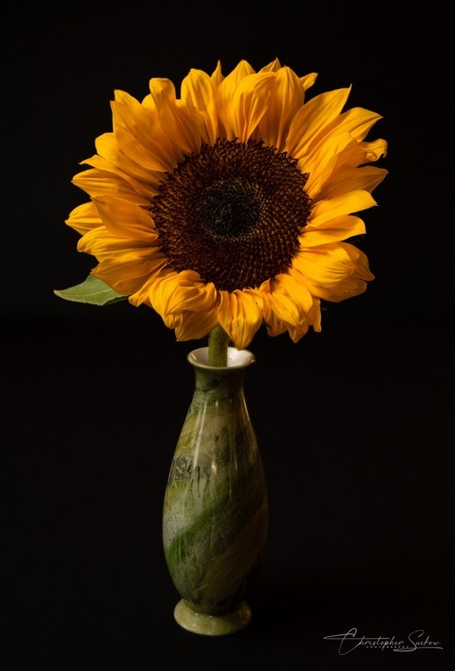 Sunflower 2.0