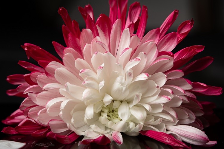 chrysanthemum