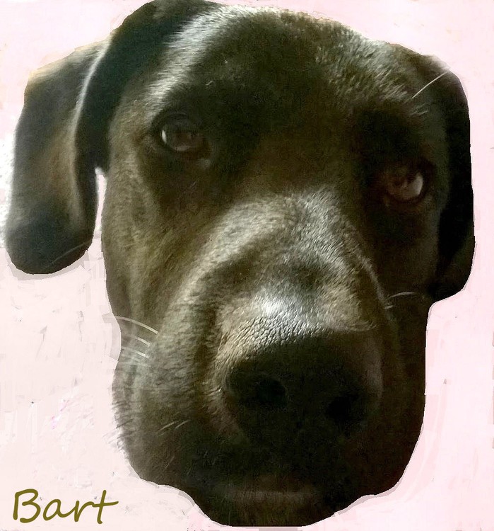 Bart my dog