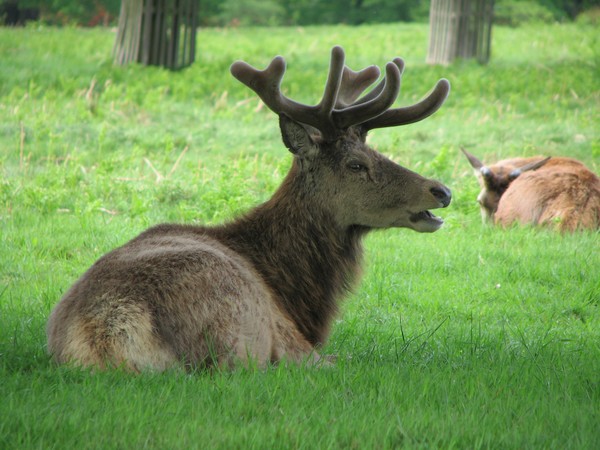 Deer Park