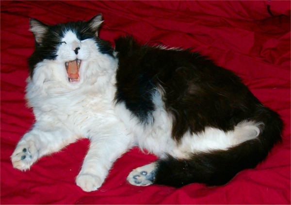 The Big Yawn