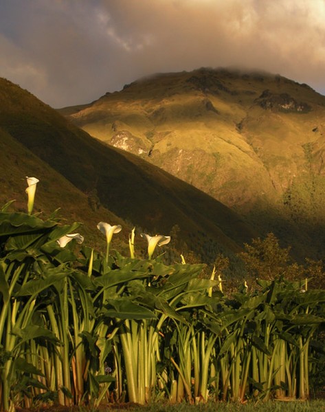 Calla lillies AT Sunset