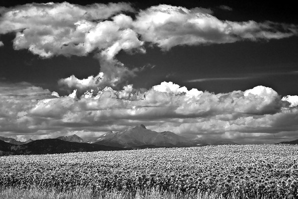 Sunflowers and Longs Peak