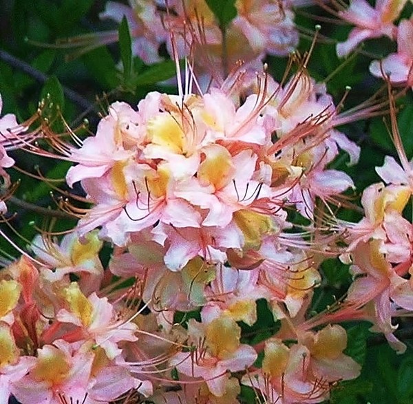 Wild Rhododendron