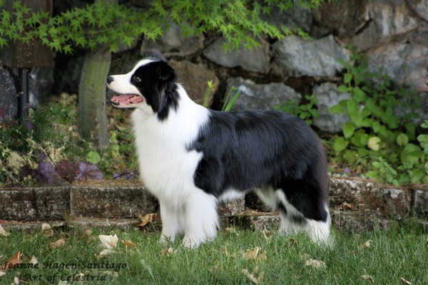 Abby 1