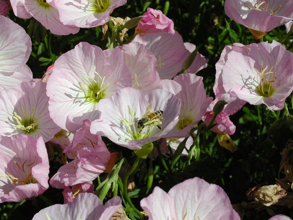 Pink Flowers& Bee 1