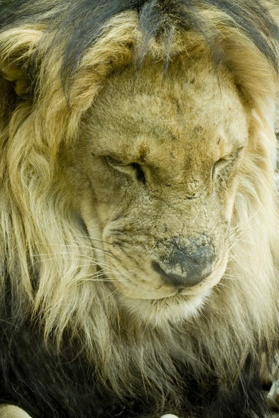 Dozing Lion
