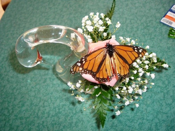 Monarch butterfly on rose