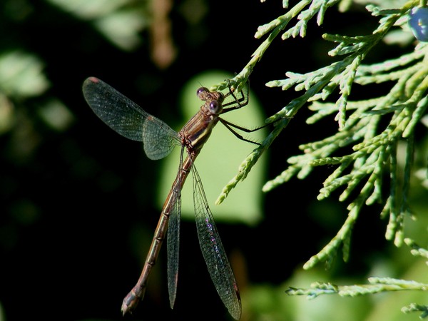 Damselfly