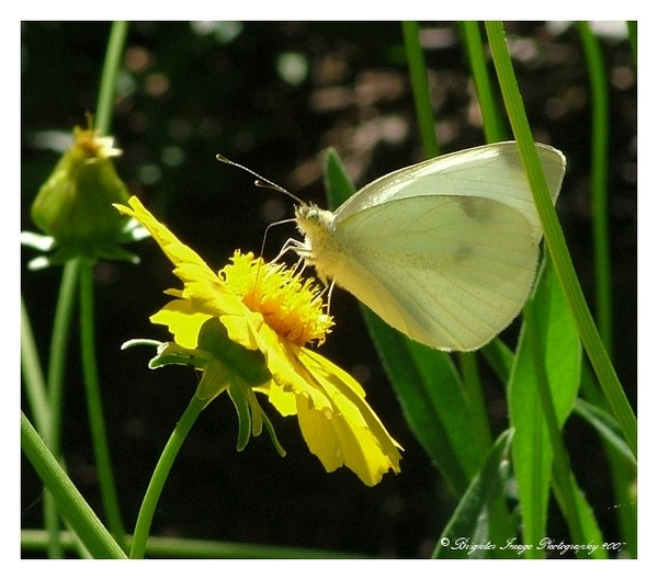 White Beauty