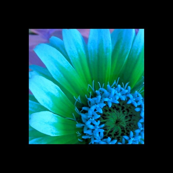 Zinnia blue no4