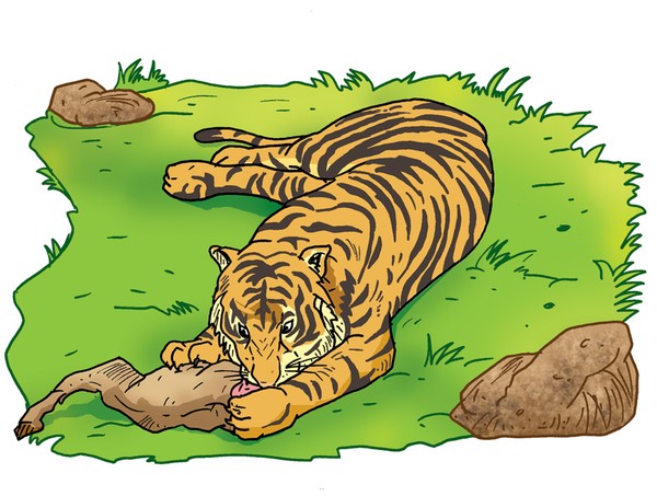 The carnivore