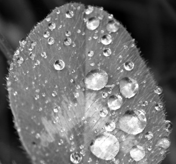 Raindrops_1
