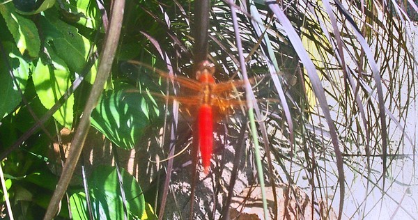 Red Dragon
