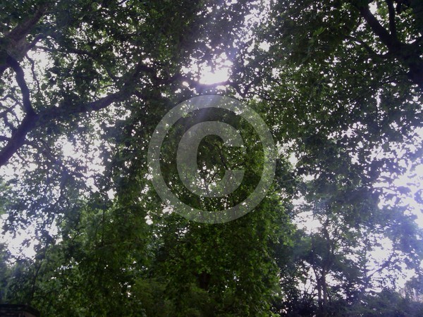 Nature 2