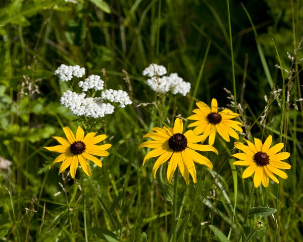 Blackeyed Susans