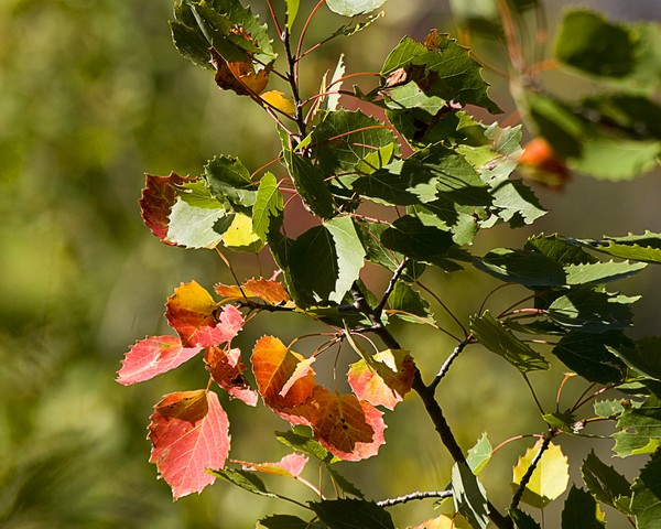Autumn Comes to the Northcountry
