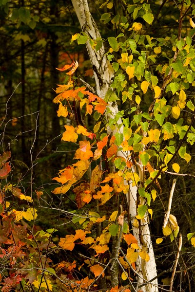 Fall Birch