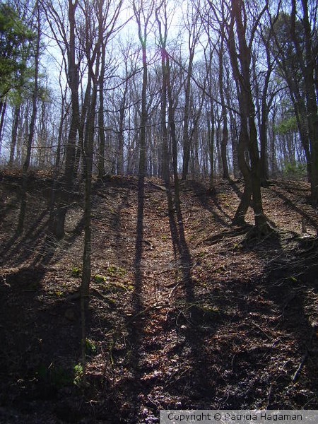 Shadow of Trees