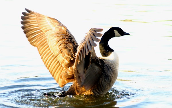 canada goose