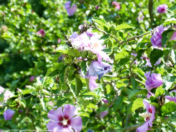 Pink Flowers