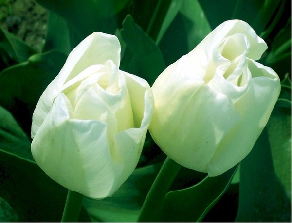 Two White Tulips