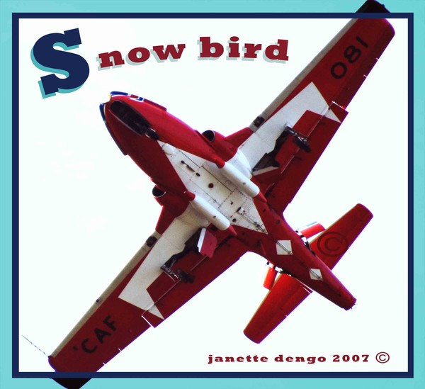 SNOW BIRD