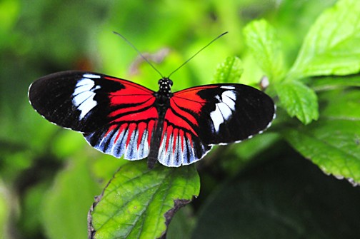 Black and red butterfly
