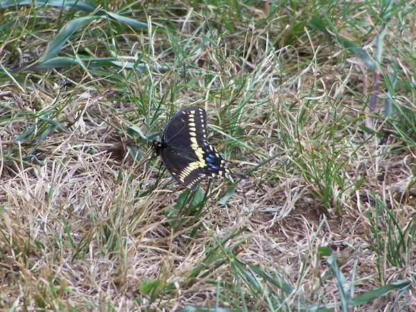 Butterfly 2